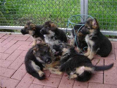 HIGHT-QUALITY LONG-HAIR GERMAN SHEPHERD